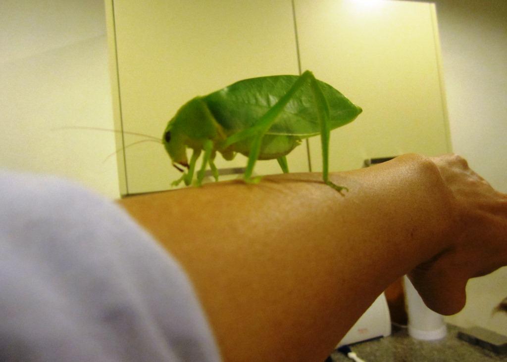 Green Leaf Insect
