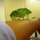 Green Leaf Insect