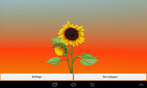 【免費個人化App】3D Sunflower Live Wallpaper-APP點子