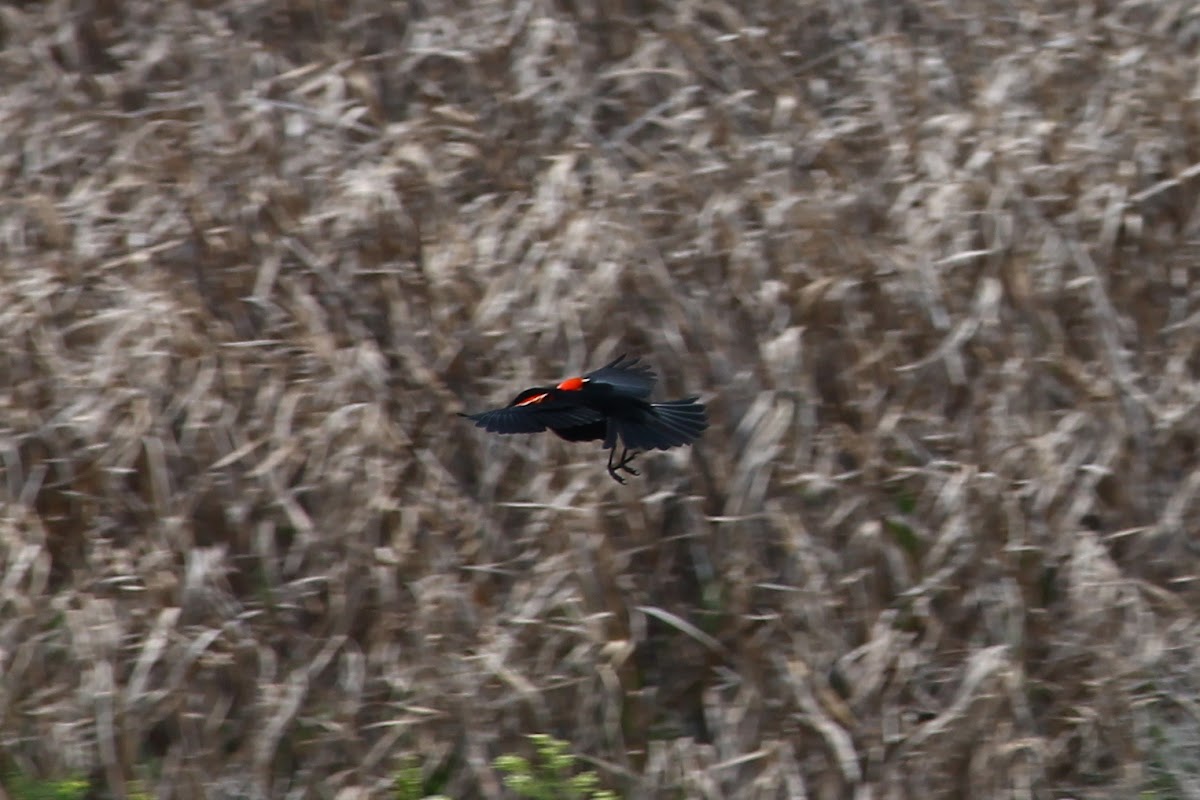 red wing blackbird