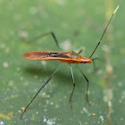 Paddy Bug