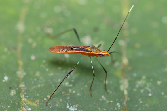 Image result for rice ear bug
