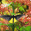 Common Birdwing  Troides helena
