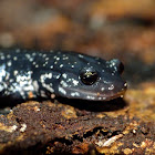 Slimy salamander