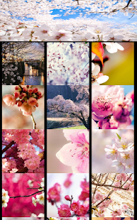 How to mod Cherry Blossom Wallpapers 1.0 apk for laptop