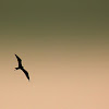Fragata (Frigatebird)