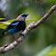 Golden-hooded Tanager