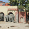 Elefante-africano-de-savana