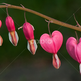 Bleeding Hearts by Arnaldo Ronca - Flowers Flowers in the Wild