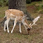 Fallow Deer