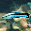 Bluestreak Cleaner Wrasse