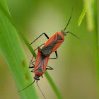 Plant bugs (mating)
