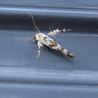 Stathmopoda Moth