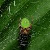 Eriophora Spider