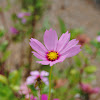 Cosmos pink