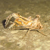 Tobacco looper moth