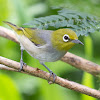 Silvereye