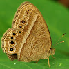 Bush brown butterfly