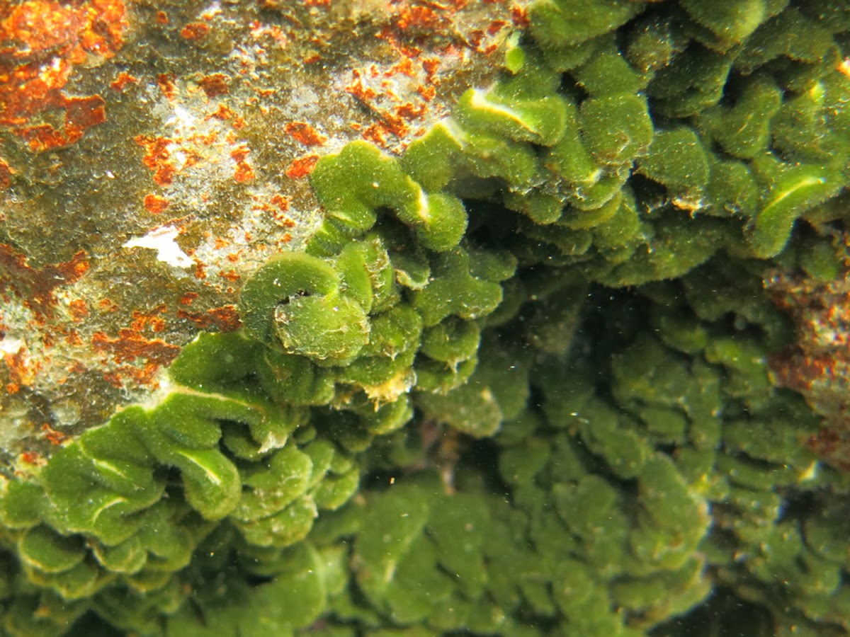 Alga marina