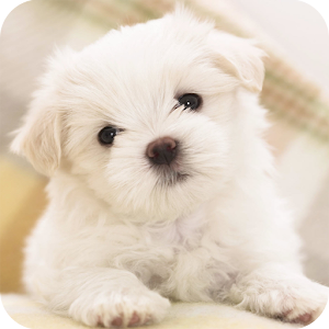 Puppy dog Live Wallpaper 5.1