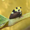 Membracis Treehopper