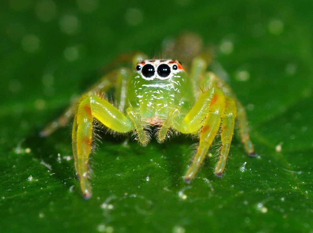 Northern Green Jumping Spider ( Female )