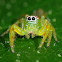 Northern Green Jumping Spider ( Female )
