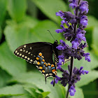 black swallowtail or American Swallowtail