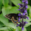 black swallowtail or American Swallowtail