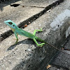 Green Crested Lizard