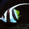 Longfin bannerfish
