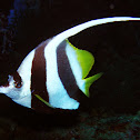 Longfin bannerfish