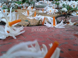 Shiuli-The Indicator of Durga Puja by Anirvan Mukherjee -  