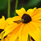 Byssus Skipper 