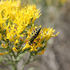 Locust Borer