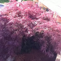 Japanese maple