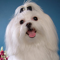 Maltese Wallpapers icon