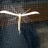 Morning Glory Plume Moth