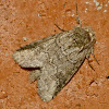 Double-lined prominent moth