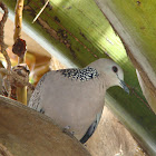 Spotted Dove / Manipura (மணிப்புறா)