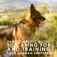 German Shepherds