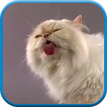 Cover Image of Download Cat screen licks Video LWP 1.0 APK