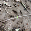 Capybara [Footprint of]