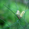 Eastern Black Swallowtail Butterfly Caterpillar
