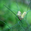 Eastern Black Swallowtail Butterfly Caterpillar