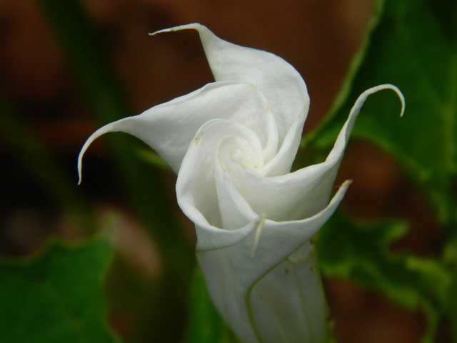 Angel's Trumpet