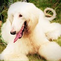 Awesome Dogs logo