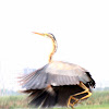 Purple Heron