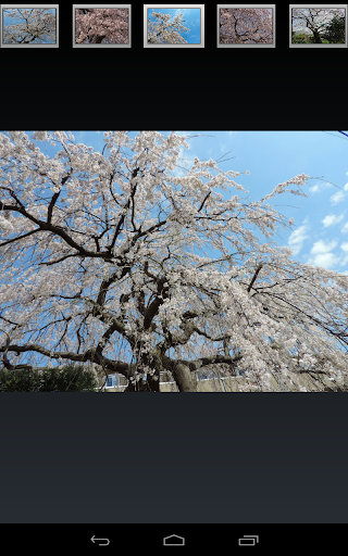 免費下載旅遊APP|Japan:Large CherryTree in town app開箱文|APP開箱王