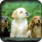 Cute dogs wallpapers Apk